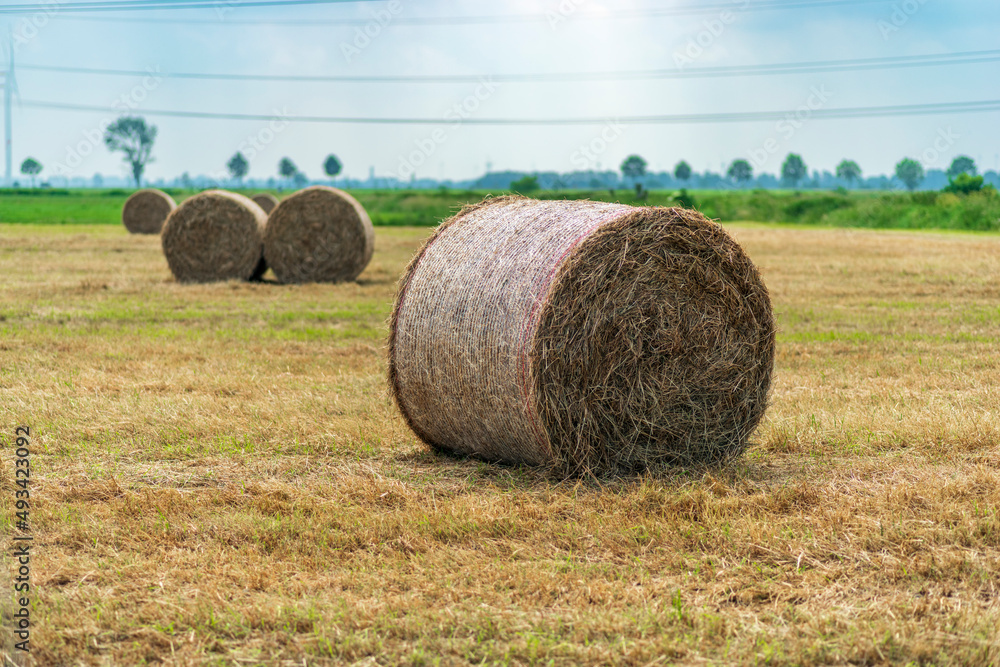 Rolled hay bails in a field in Europe Rolled hay bails in a field in Europe
