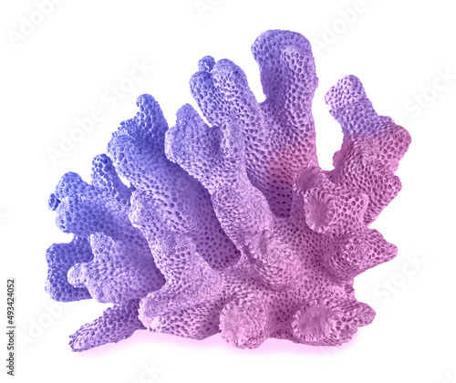Coral isolated on white background