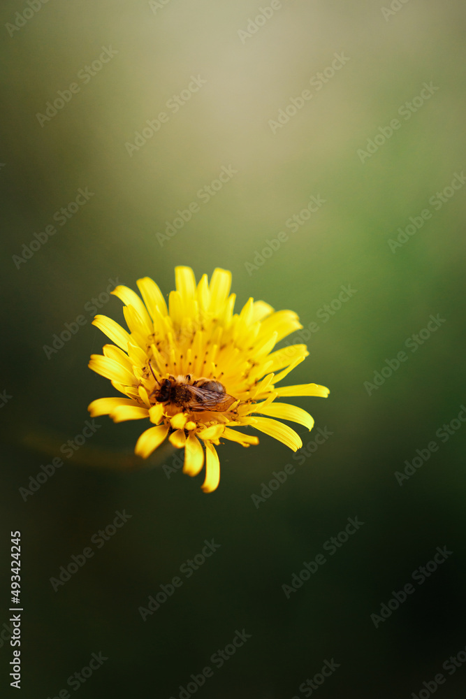bee on dandelion flower, blurred background. bee on dandelion flower, blurred background.