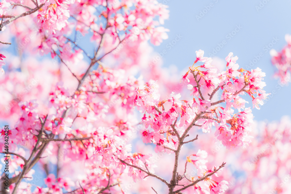 満開のおかめ桜【cherry blossom】 満開のおかめ桜【cherry blossom】