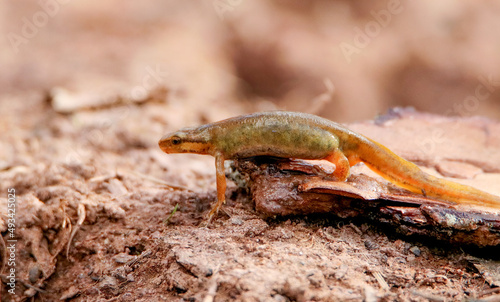 Palmate newt