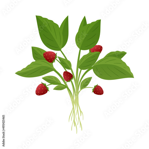 Strawberry From Greenhouse Composition