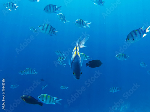 Tropical fish swimming in colorful coral reef with  in Sharks Bay, Sharm El Sheikh, South Sinai Governorate, Egypt, North Africa. Underwater world of the Red Sea. photo