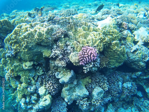 Colorful coral reef with tropical fish in Sharks Bay, Sharm El Sheikh, South Sinai Governorate, Egypt, North Africa. Underwater world of the Red Sea