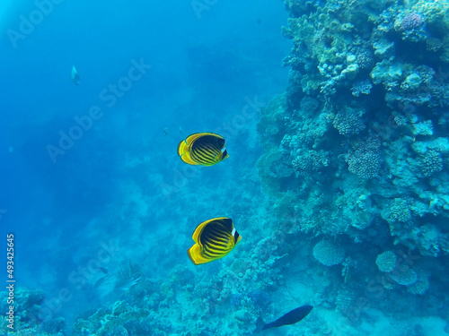 Tropical fish swimming in colorful coral reef with  in Sharks Bay, Sharm El Sheikh, South Sinai Governorate, Egypt, North Africa. Underwater world of the Red Sea. photo