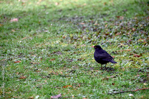 Merle (Turdus merula) dans une étendue d'herbe - Bas Rhin - France © LouCtntMnrt