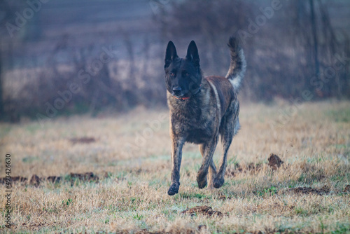Dutch Shepherd or Holland Shepherd dog running