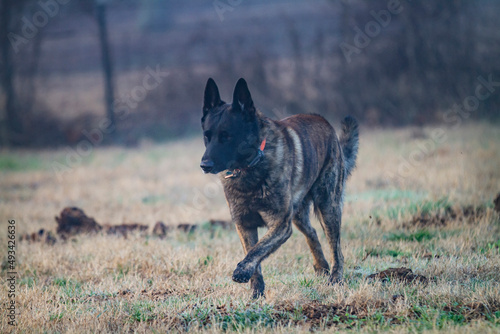 Dutch Shepherd or Holland Shepherd dog  running