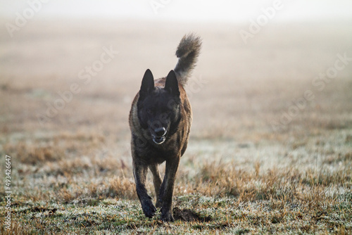 Tablou pe pânză Dutch Shepherd or Holland Shepherd dog  walking toward camera growling