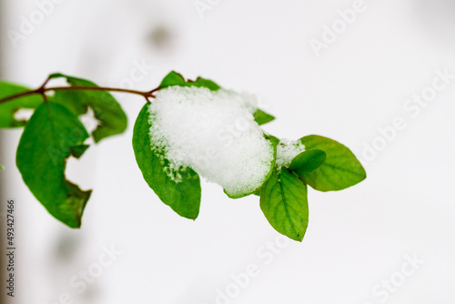 Fresh winter snow on a green plant