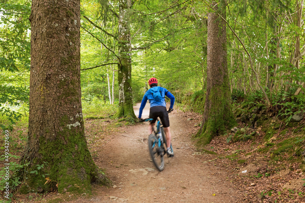 MTB cyclist in the beech forest
MTB cyclist in the beech forest