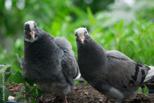 Pigeons are looking at the camera interestingly