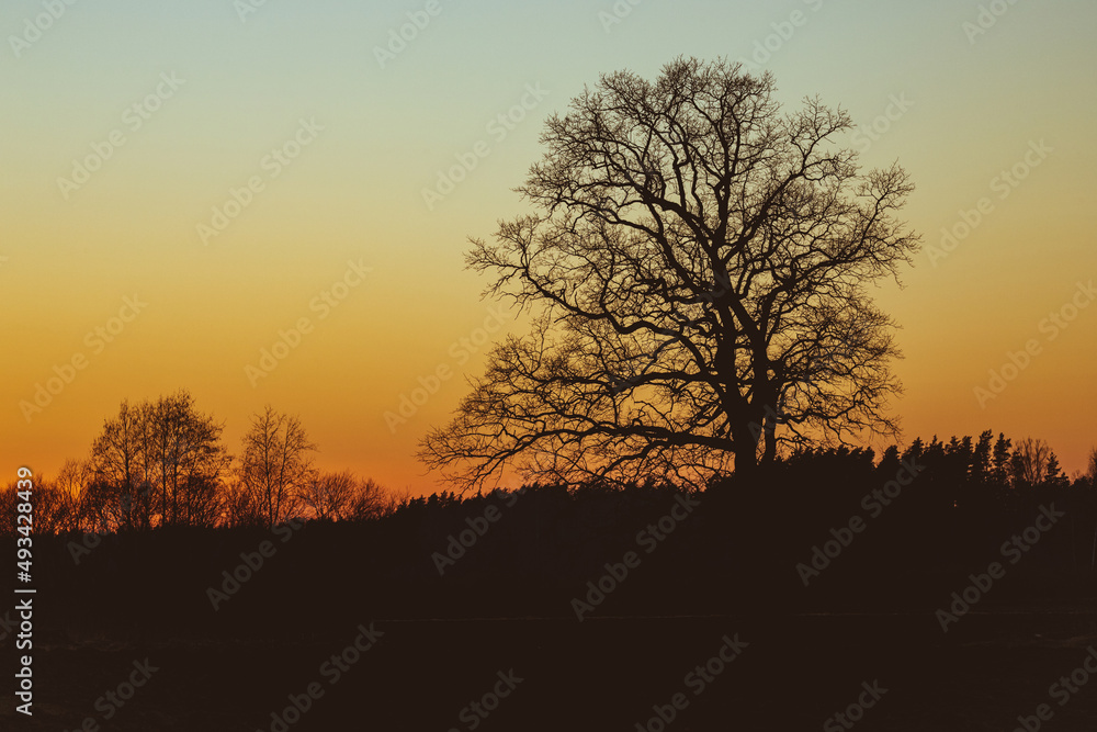 Silhouette of a oak tree in orange peaceful sunset. Backlit tree at sunset Silhouette of a oak tree in orange peaceful sunset. Backlit tree at sunset