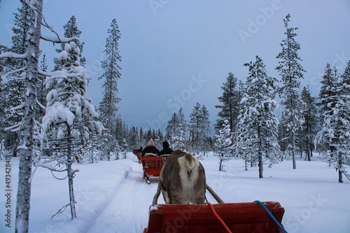 Preparing the Reindeers for the next sledge ride through the peaceful forests of finish Lapland in winter