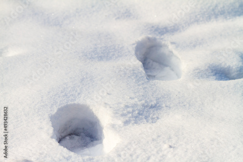 Deer prints in deep pristine white snow © Serjedi