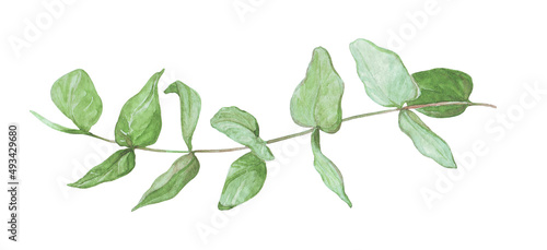 watercolor illustration green eucalyptus twig, silver williams for decor, elegant invitations in eco and boho style, stickers, scrapbooking, floristry