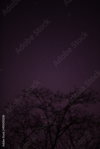Tree silhouettes, Milky way stars on vivid skies. © astrosystem