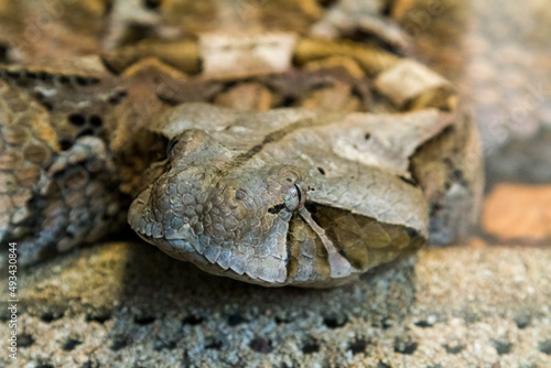Фотография Extreme close up view of venomous snake head
