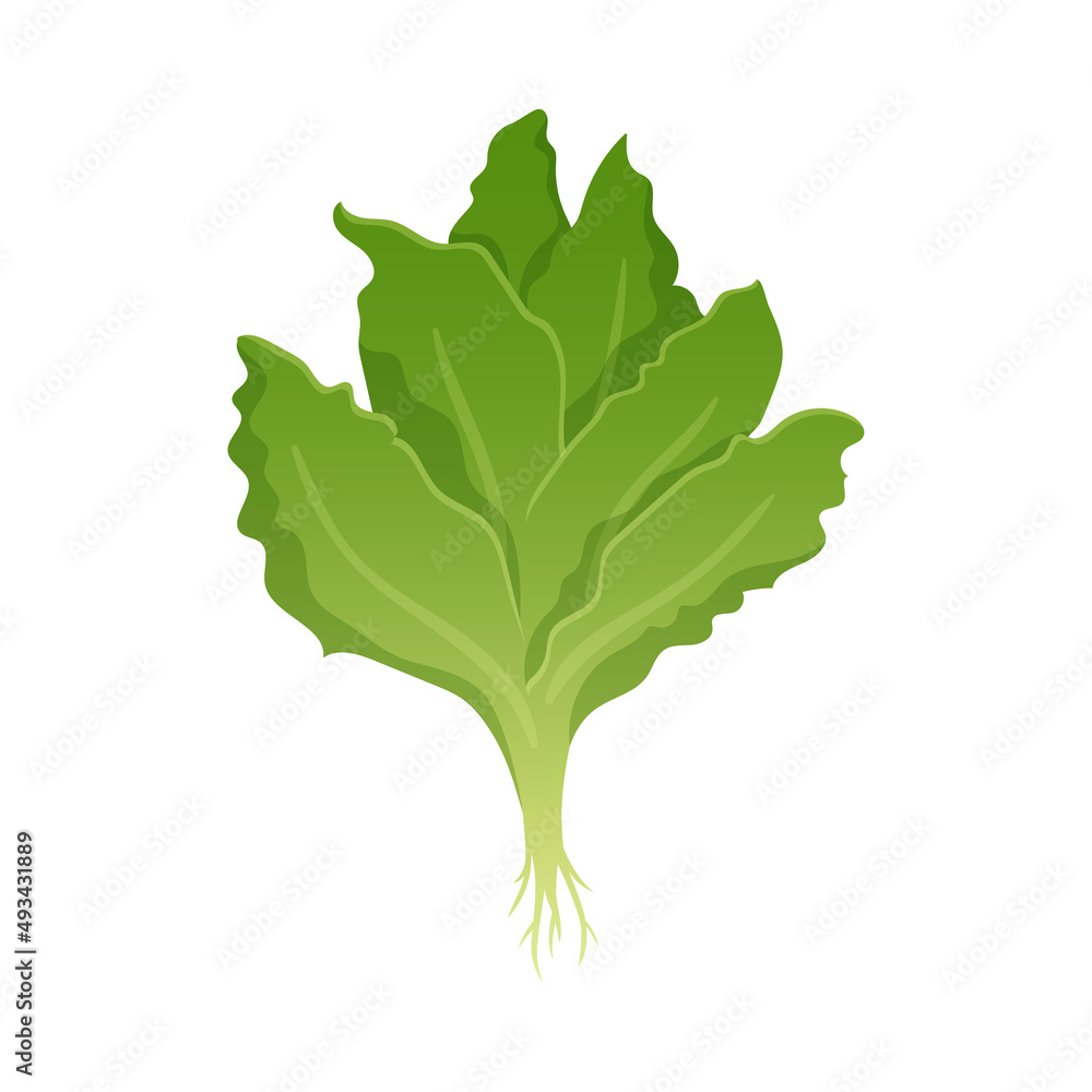 Lettuce From Greenhouse Composition Lettuce From Greenhouse Composition