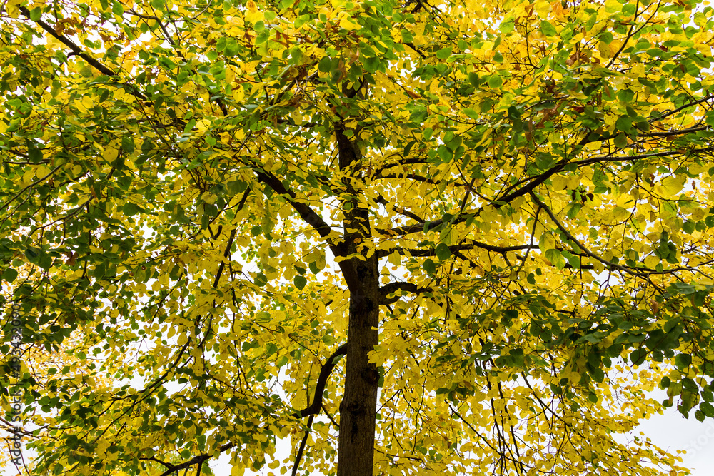 Picture of some trees in nature Picture of some trees in nature