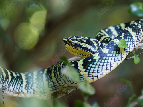 Wagler's Pit Viper (Tropidolaemus wagleri) photographed at Dairy Farm Nature Park, Singapore