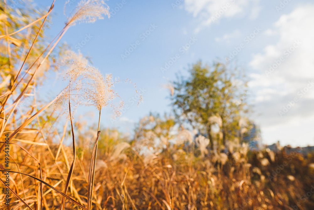 Séoul (Corée du Sud)