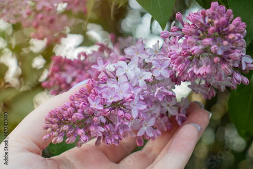 lilac flowers in the garden in spring