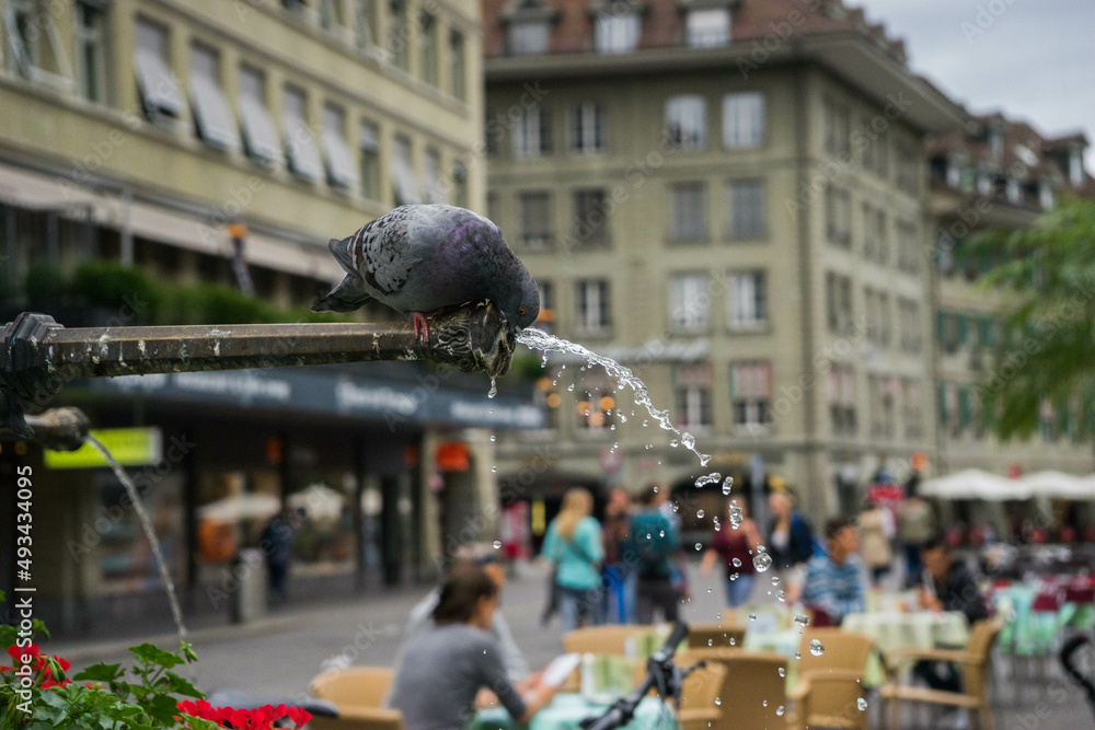 Obraz premium Pigeon sur une fontaine