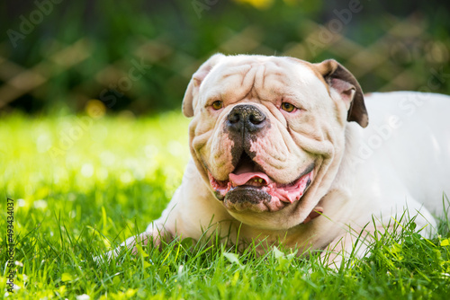 White American Bulldog strong looking portrait outdoors