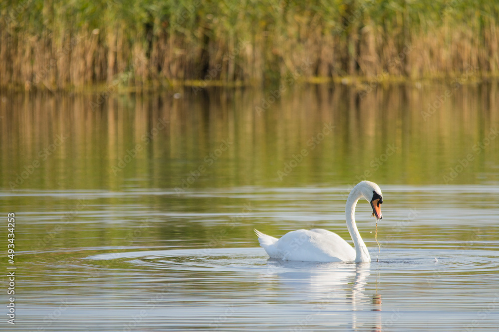Cygne Cygne