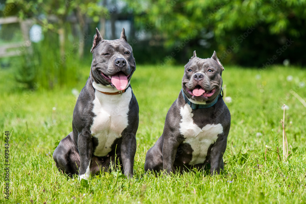 Blue hair American Staffordshire Terrier and American Bully dogs