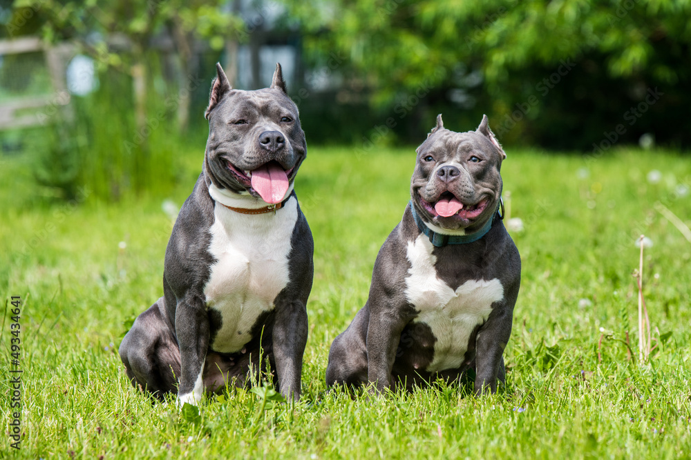 American Bully - Standard