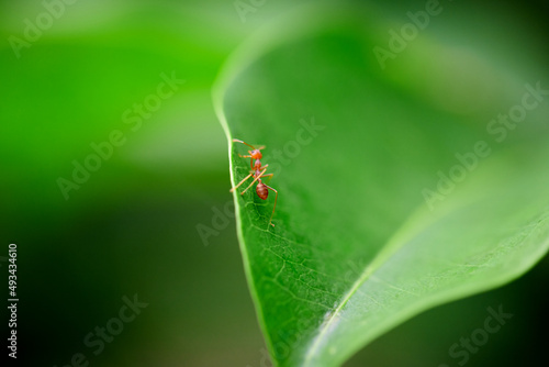 Close-up view of ant climbing on green leaf