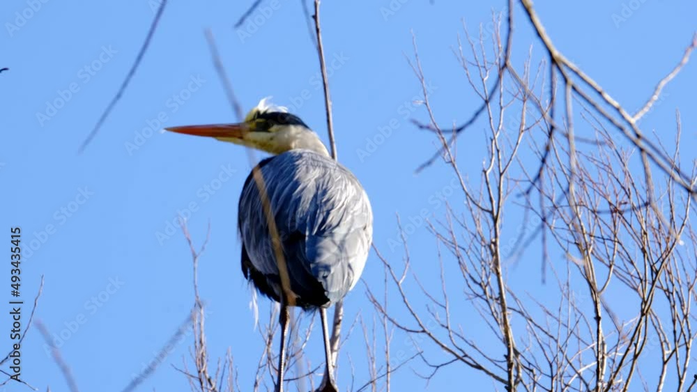 gray heront, Ardea cinerea, massive longlegged wading bird with long