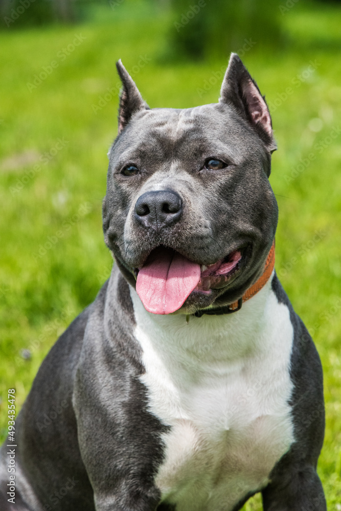 Blue hair American Staffordshire Terrier dog or AmStaff on nature