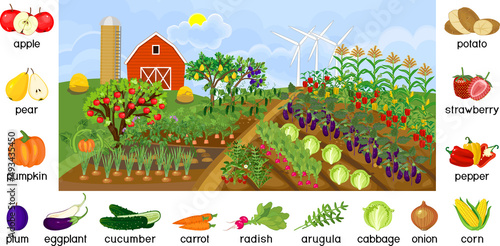 Agricultural landscape. Traditional cartoon farm with many agricultural plants, red barn, silo and wind turbine. Harvest time