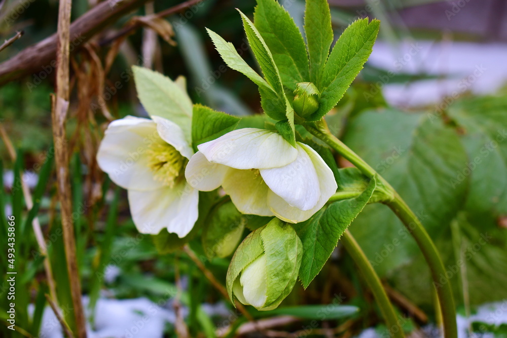Helleborus caucasicus in the garden in early spring Helleborus caucasicus in the garden in early spring