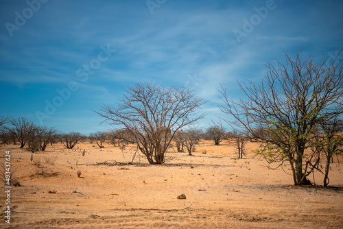 dry landscape  hardly any green bushes in Damaraland  Namibia