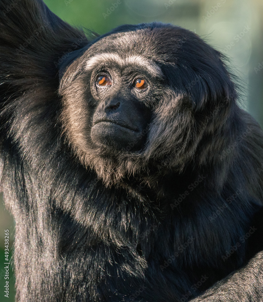 Portrait of a wild gibbon monkey Portrait of a wild gibbon monkey