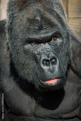 Close up portrait of a male Western Lowland Gorilla