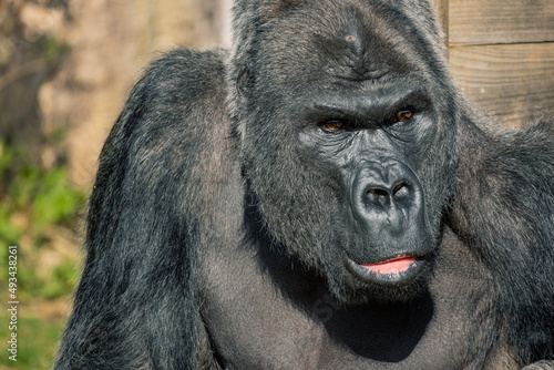 Close up portrait of a male Western Lowland Gorilla