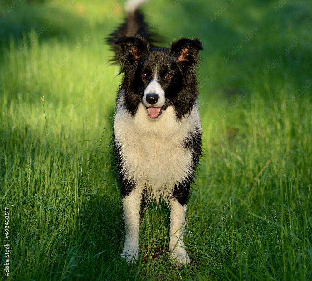Pies Border Colli na zielonej trawie