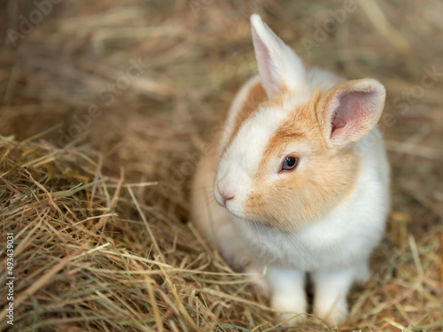 Cute white-red rabbit close-up, sitting on natural hay. Hare. Pet.