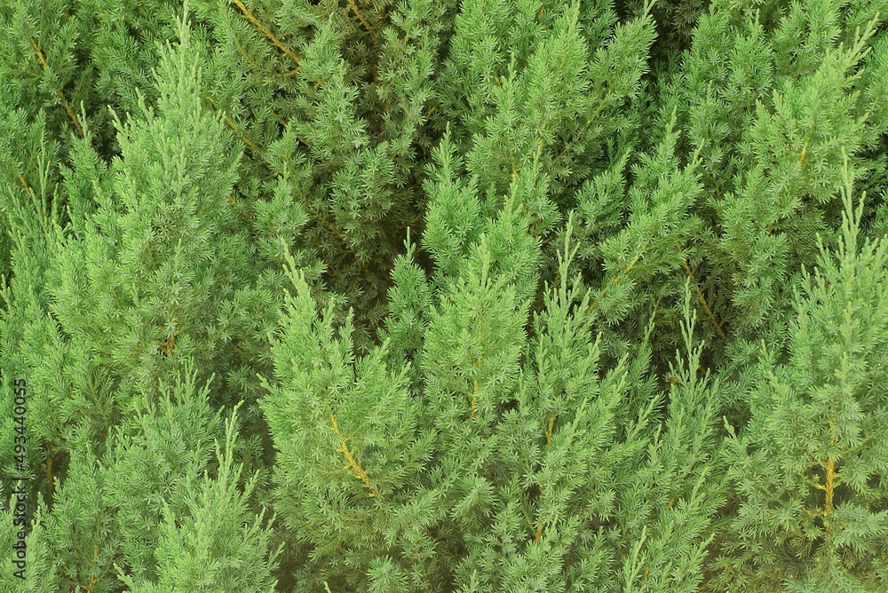 natural plant texture of green coniferous branches natural plant texture of green coniferous branches