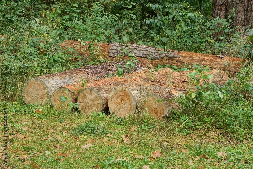 a row of brown pines logs lie in green grass in nature a row of brown pines logs lie in green grass in nature