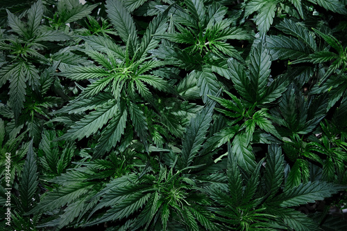 Cannabis CBD plant close up. Layout of fresh marijuana leaves, blooming bush background, top view, flat lay. Hemp recreation, legalization concept.