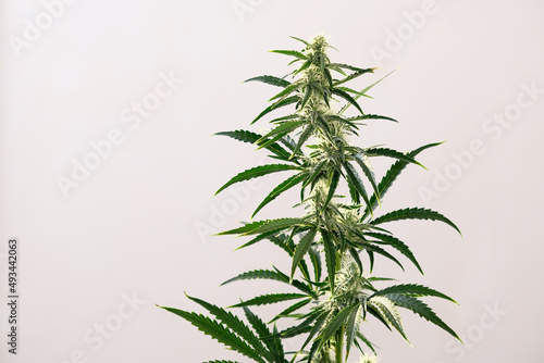 Blooming cannabis bush. Fresh marijuana plant. Green hemp buds on white background