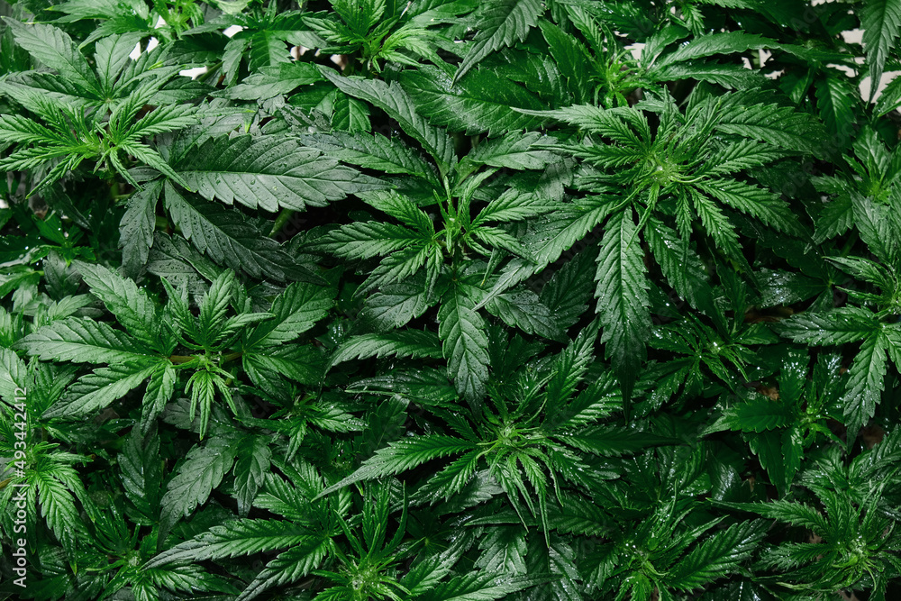 Cannabis CBD plant close up. Layout of fresh marijuana leaves, blooming bush background, top view, flat lay. Hemp recreation, legalization concept.