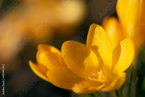 Close up of yellow blooming crocus growing in meadow in spring. In the middle of the pistils.