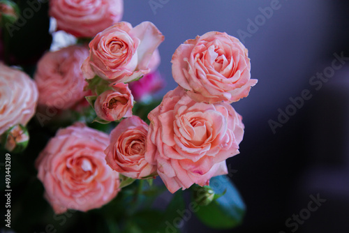 pink roses on a dark background. a rose bush with a dark vignette. romantic wallpaper or background
